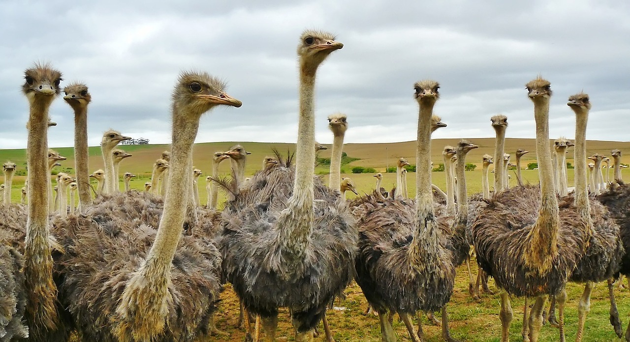 How to Prepare for Your First African Safari