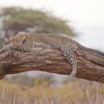 Top 10 Safari…