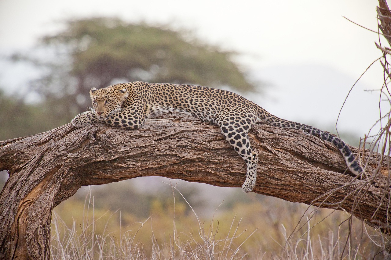 Top 10 Safari Experiences in Tanzania You Can’t Miss